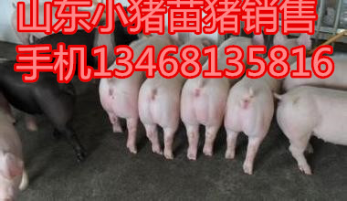 仔猪养殖批发山东小猪今日报价三元仔猪苗猪饲养