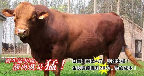 牛饲料添加剂生产厂家37肉牛怎么育肥长得快
