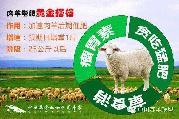 羊饲料添加剂大全54育肥羊吃什么饲料长得快长得胖