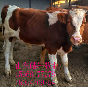 丽江牛苗小牛崽肉牛价格肉牛育肥技术小牛犊养殖