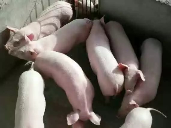 出售仔猪,母猪,猪苗全国发货