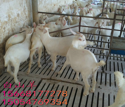 巴彦倬尔黑山羊怀孕母羊价格养殖技术出肉率高的羊