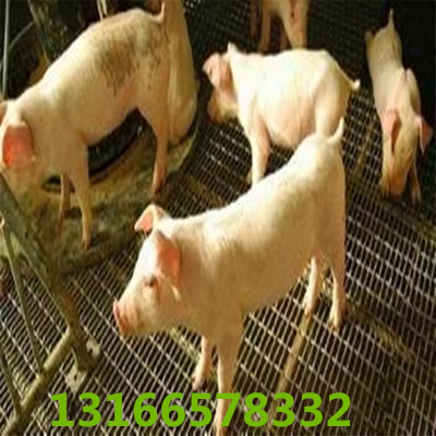 供应2017宽度1-3m养猪用铁丝网片