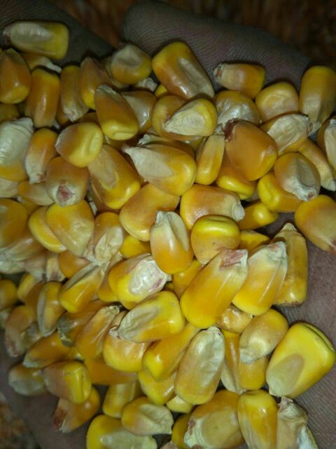 大量供应干玉米