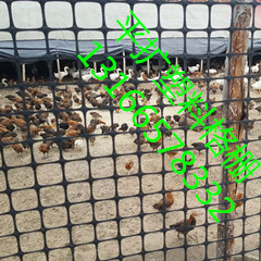 供应厂家直销150g养鸡用塑料土工格栅围栏
