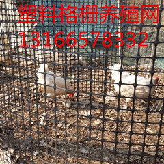 供应厂家直销150g养鸡用塑料土工格栅围栏