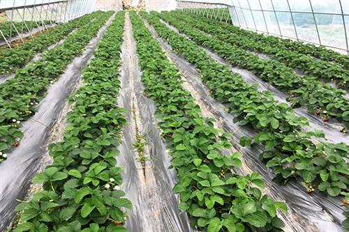 楠之林雪生态农业园、巴南冬草莓、冬草莓种植技术