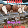 西门塔尔牛养殖场直销优质肉牛 西门塔尔牛肉牛