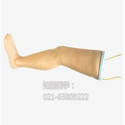 腿部肌肉静脉输液模型