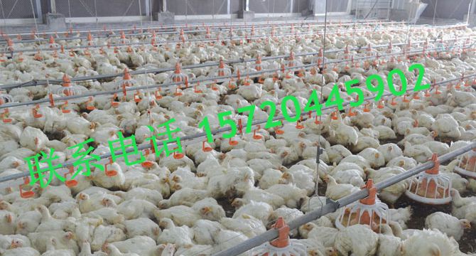 浙江海宁肉鸡养殖料线水线 养殖全自动化养殖设备