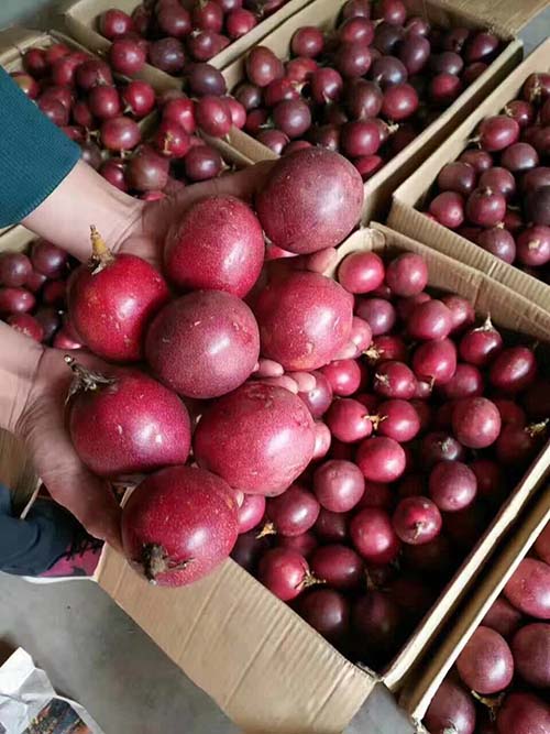 广西梧州酸甜可口的百香果批发价格多少钱一斤