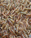 娄底龙虾苗供应提供养殖技术