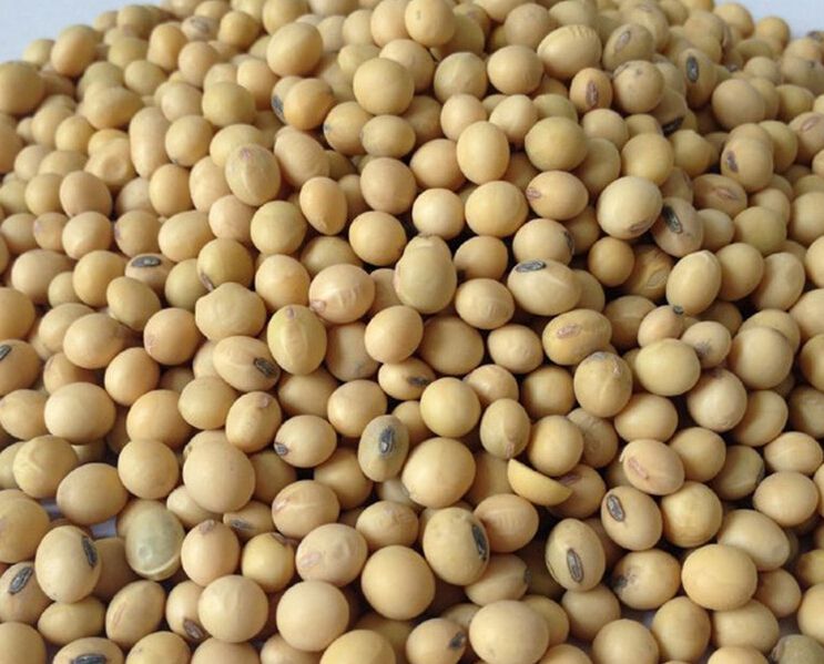 供应美国巴西乌拉圭阿根廷进口精选大豆