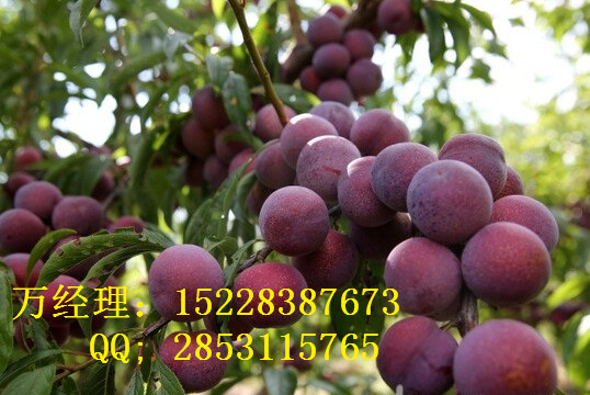 重庆渝北哪里有卖樱桃苗的