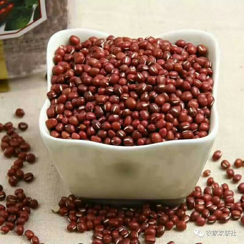 预售珍珠红红小豆养生佳品色泽红润出沙率高市场价格高