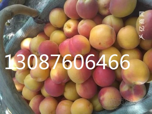 供应丰园红杏,甜核杏,45以上丰园红杏产地上市价格