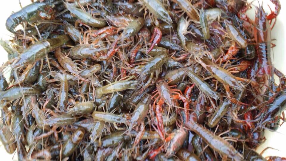南京哪里有龙虾苗卖江宁龙虾苗多少钱一斤