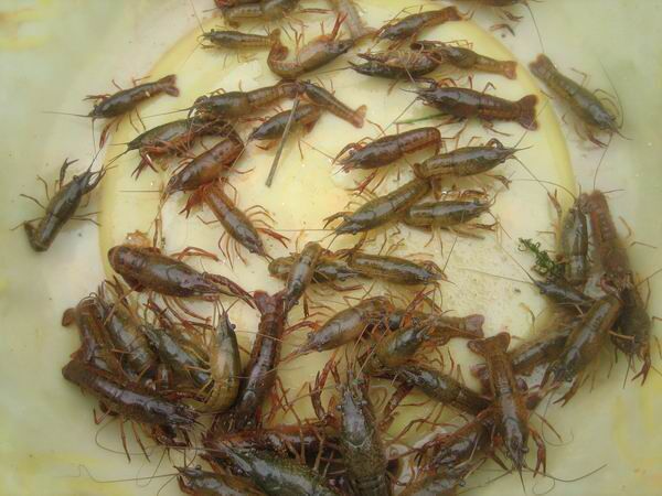 南京哪里有龙虾苗卖江宁龙虾苗多少钱一斤