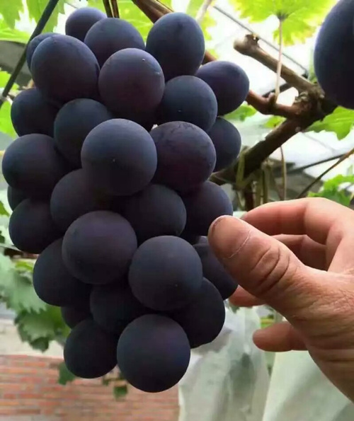 新品种早熟葡萄苗什么品种好 致葡萄种植户的推荐信