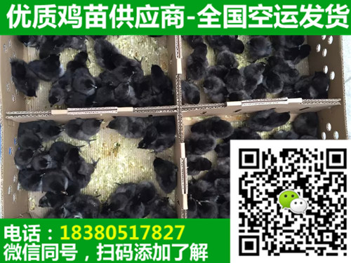 重庆彭水县九斤黄鸡苗价格,九斤黄鸡苗养殖