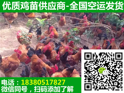 四川彭州血红羽土鸡苗出售,血红羽土鸡苗育雏基地