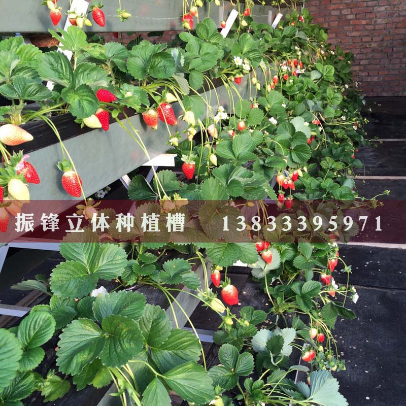 杭州草莓立体式种植槽价格