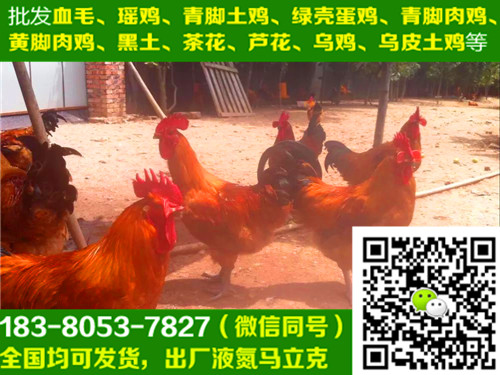 重庆酉阳县肉鸡苗销售,肉鸡苗养殖