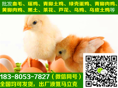 重庆垫江县纯种土鸡苗孵化,纯种土鸡苗孵化厂