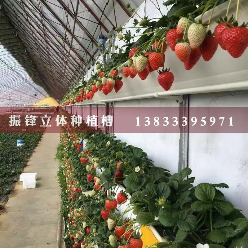 邢台大棚草莓种植槽价格