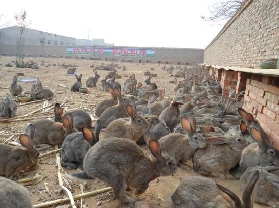 哪里有种兔养殖场现在种兔多少钱