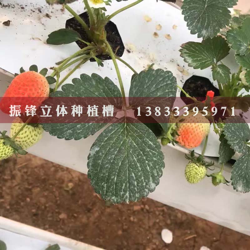 邯郸草莓立体式种植槽价格