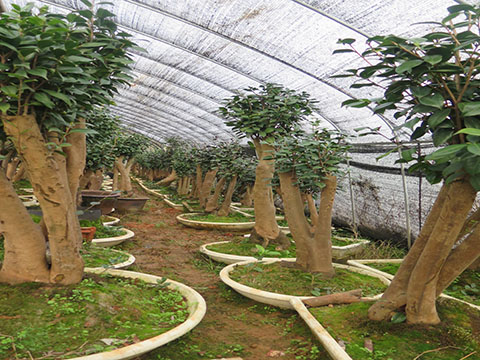 承接低产油茶林嫁接山茶花项目工程