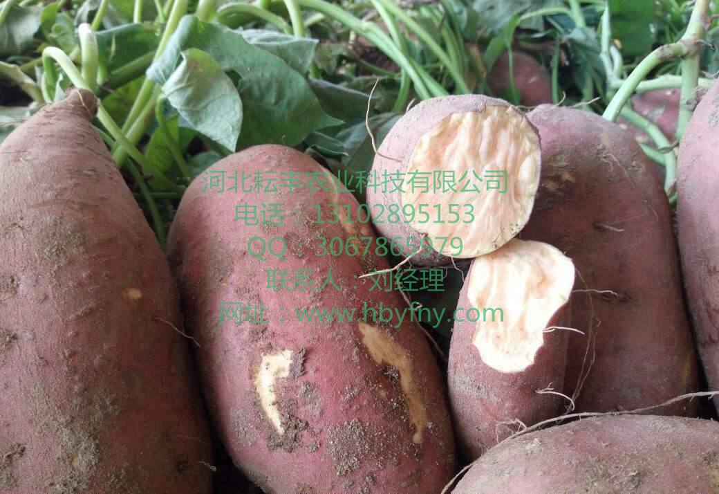 新宾黄皮苏薯8号红薯种植基地 岫岩红薯收购价