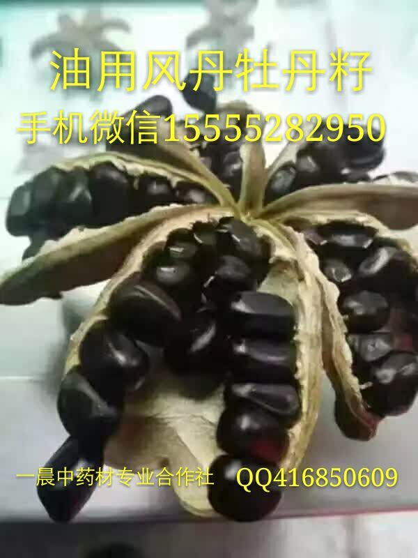 亳州油牡丹种苗价格牡丹种子批发