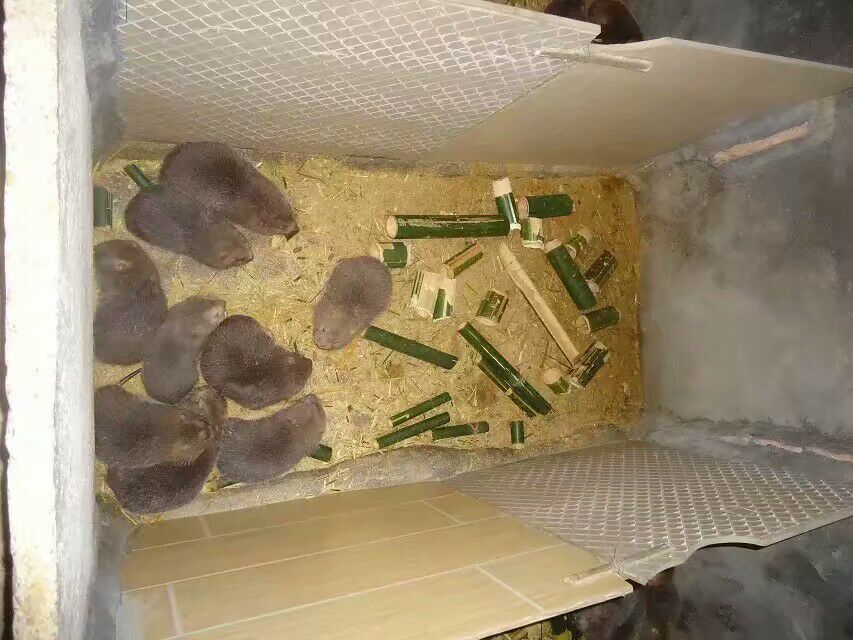 供应厂家直销竹鼠3代以上优质种苗包运送存活