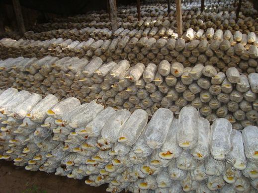 山东灵芝产地供应灵芝菌种 现货销售灵芝菌棒 大量批发