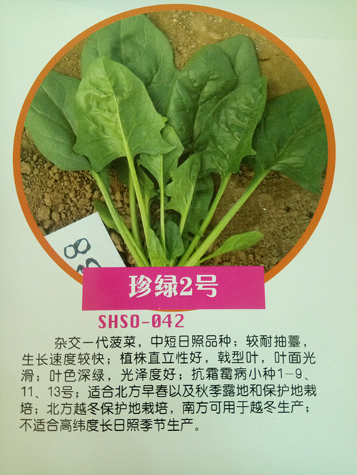 日本原装进口大叶菠菜种子珍绿系列