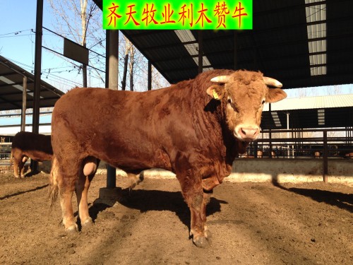 山东省正规肉牛养殖场种牛价格