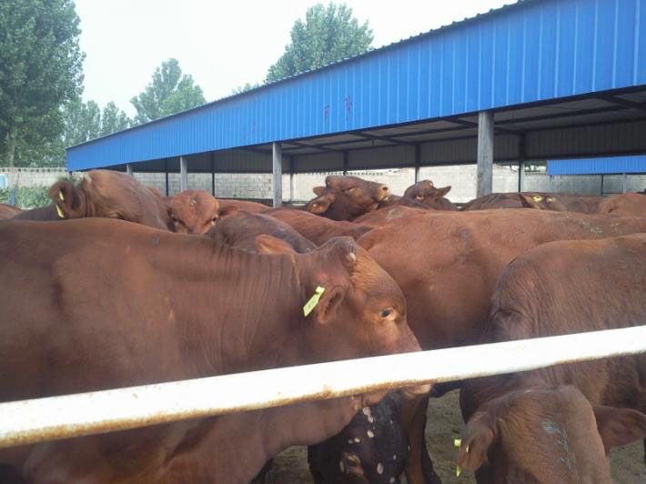 山东养牛场肉牛品种鲁西黄牛种牛价格