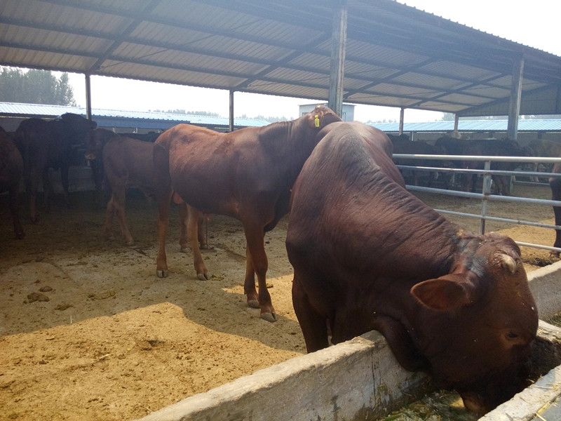 山东菏泽正规养牛场鲁西黄牛繁殖基地出售小牛犊