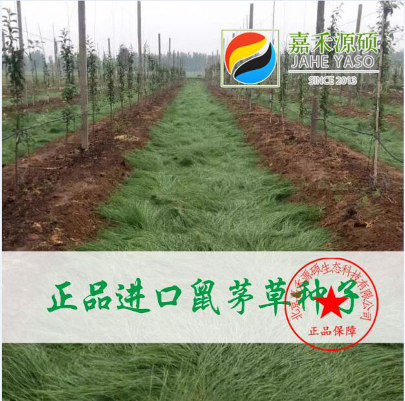 果园土壤酸化丨鼠茅草丨防止土壤酸化丨嘉禾源硕 