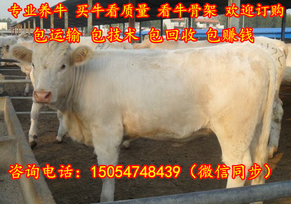 广东汕头养牛场