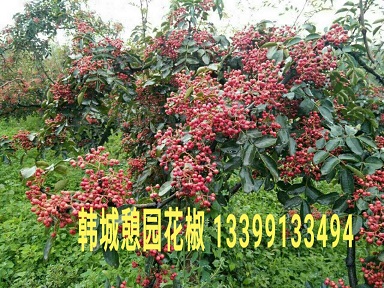 韩城大红袍 花椒苗价格 花椒树价格 花椒栽培技术
