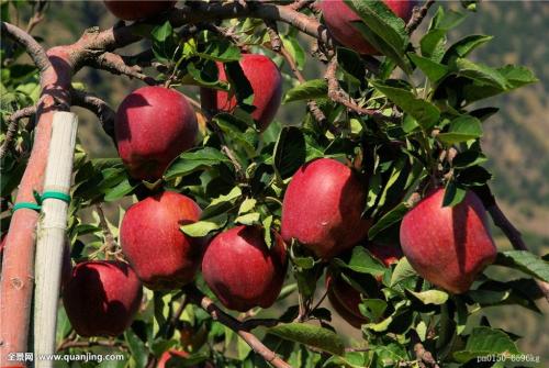 出售2公分苹果树3公分苹果树4公分苹果树5公分苹果树