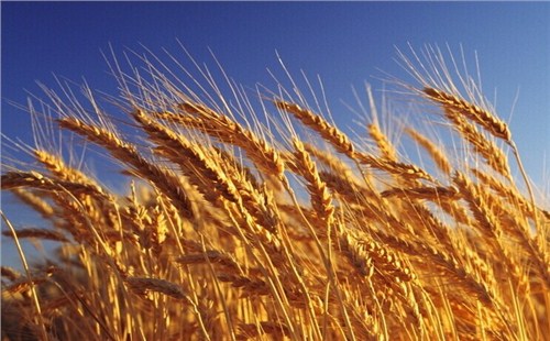 小麦种孑|小麦种孑代理商|小麦种孑直销|博信供