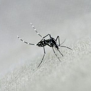 别墅灭蚊方法 如何治理花园的蚊虫