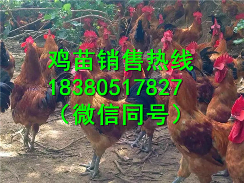 贵州毕节散养土鸡苗质量