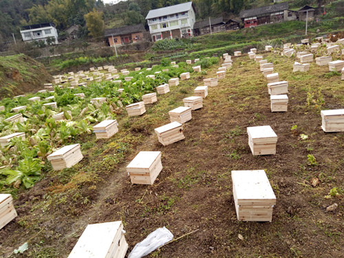 贵州蜜蜂养殖 贵州蜂盛蜜蜂养殖 贵州蜜蜂出售