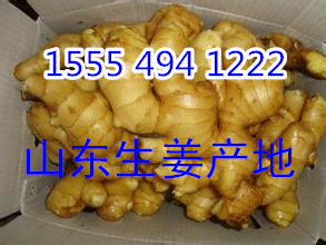 山东生姜产地直销价格大黄姜批发多少钱一斤