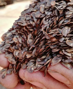 广西杉树种子批发供应基地速生杉树种子多少钱一斤